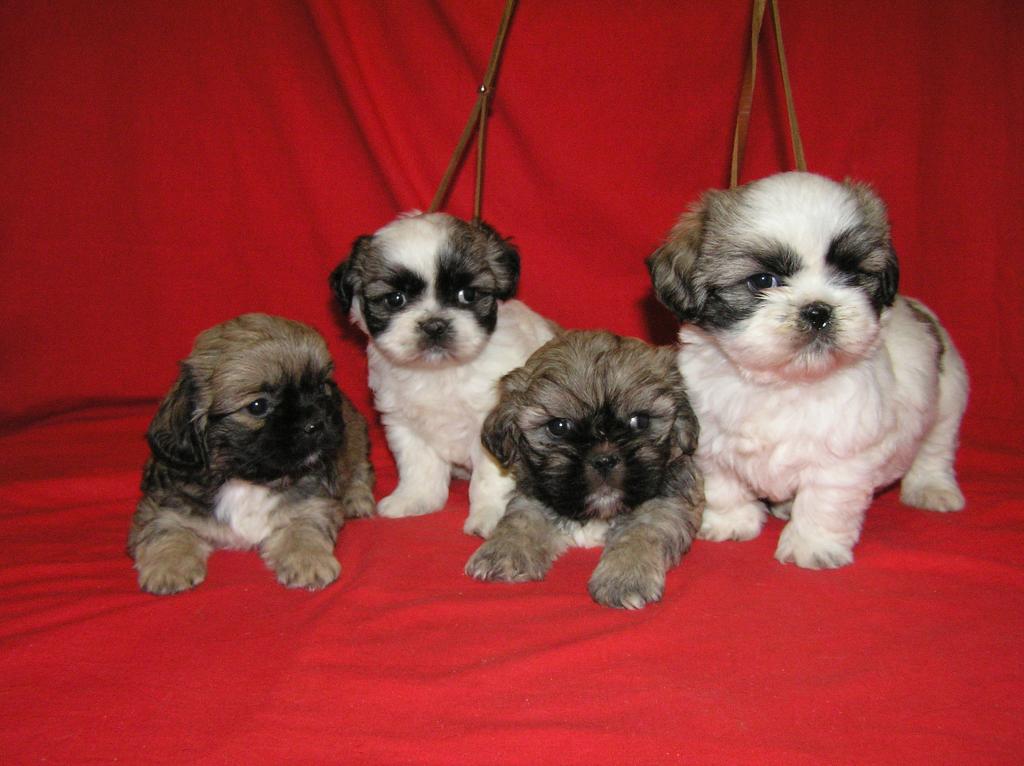 Wunderschöne Shih tzu Welpen(2 Mädels und 2 Jungs