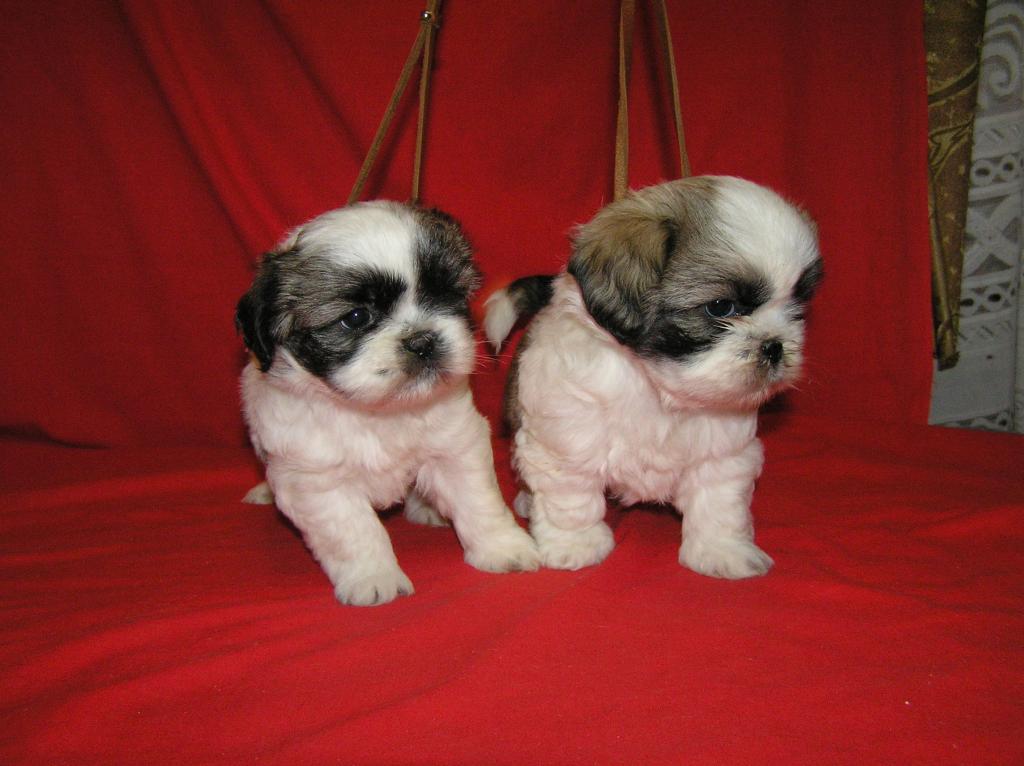 Wunderschöne Shih tzu Welpen(2 Mädels und 2 Jungs
