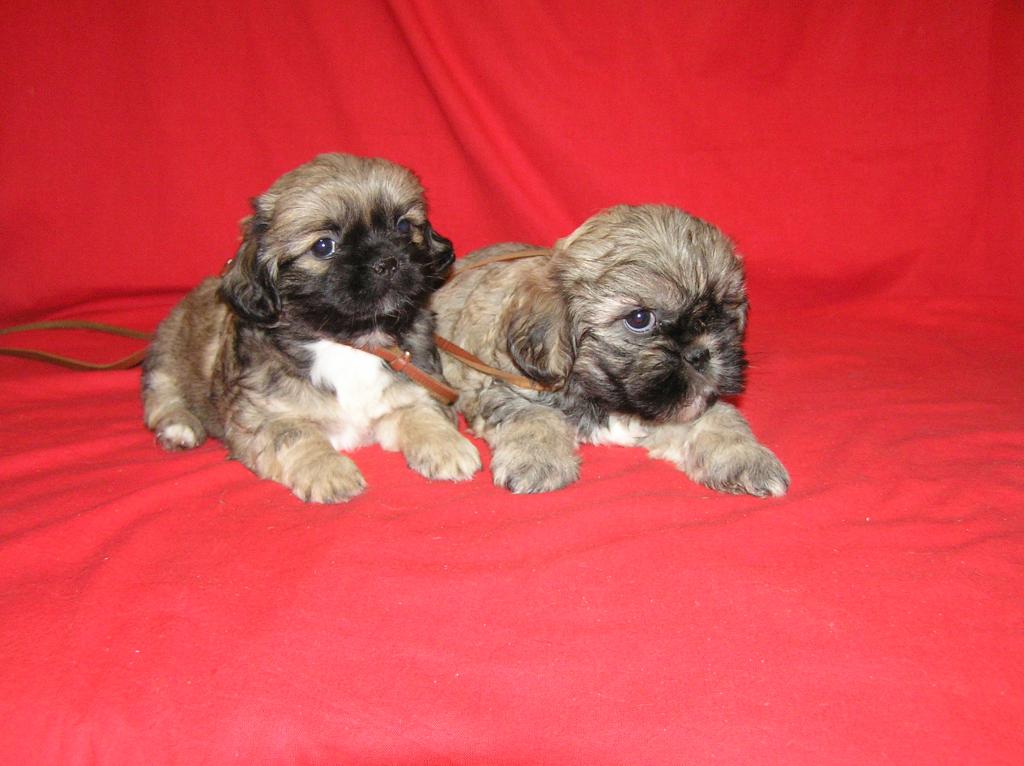 Wunderschöne Shih tzu Welpen(2 Mädels und 2 Jungs