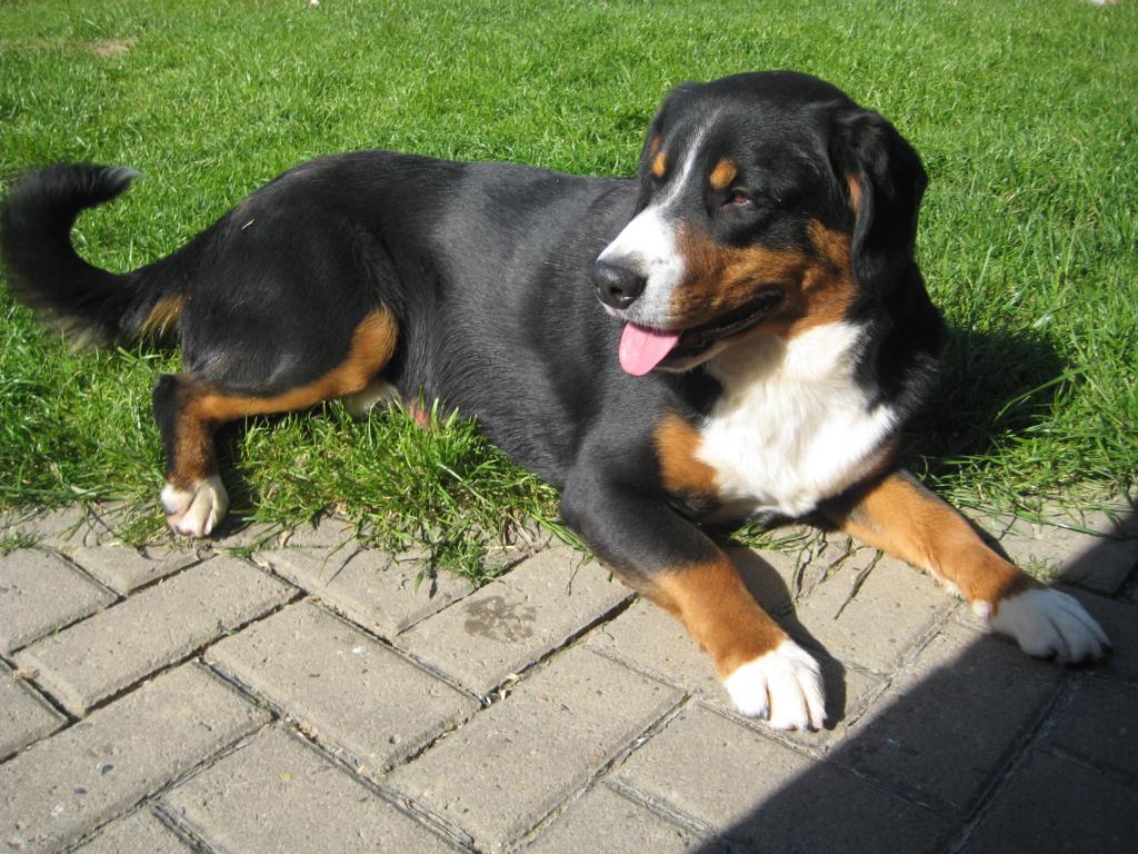Entlebucher Sennenhund Welpen