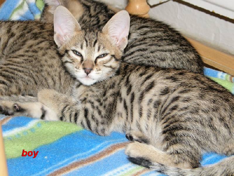 Cattery Albisavannah vergibt 3 niedliche Savannah Kätzchen
