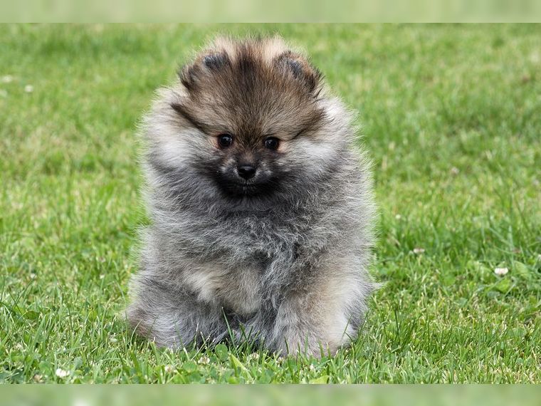 Zwergspitz/Pomeranian Hündin 11 Wochen sucht noch ein schönes Zuhause