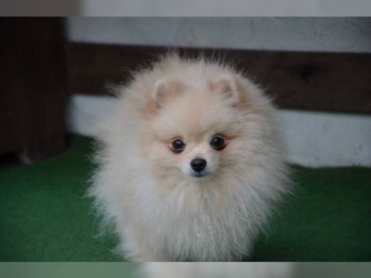 Zwergspitz/Pomeranian Hündin 11 Wochen sucht noch ein schönes Zuhause