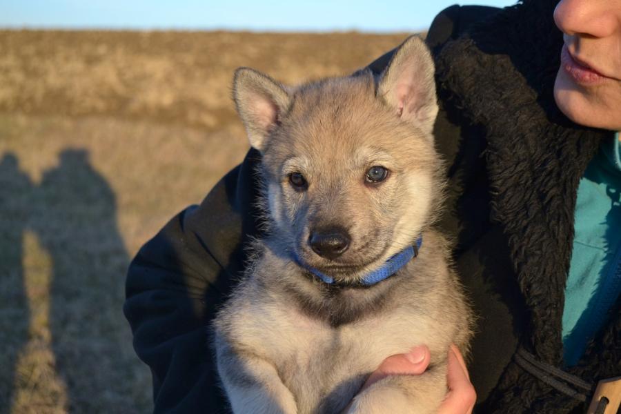 Welpen Tschechoslowakischer Wolfshund Kennel Gribedyr