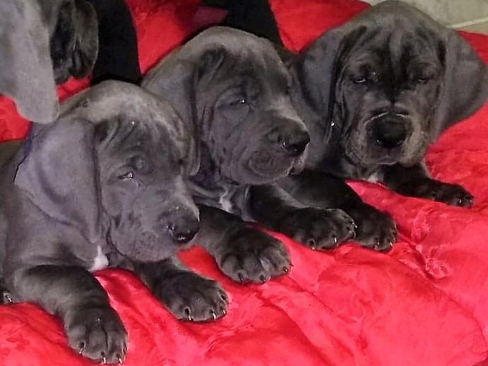 Welpen Deutsche Dogge mit Papiere repräsentativer