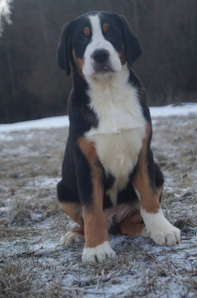 Grosser Schweizer Sennenhund FCI Welpen