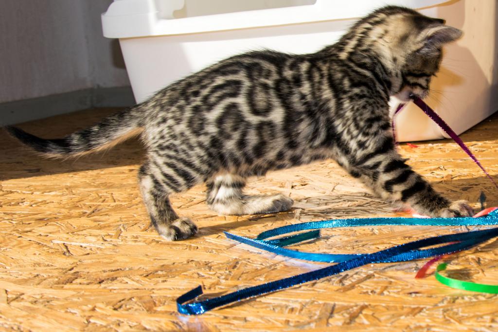 Menschenbezogene, prächtige Bengal Kitten aus seriöser Zucht