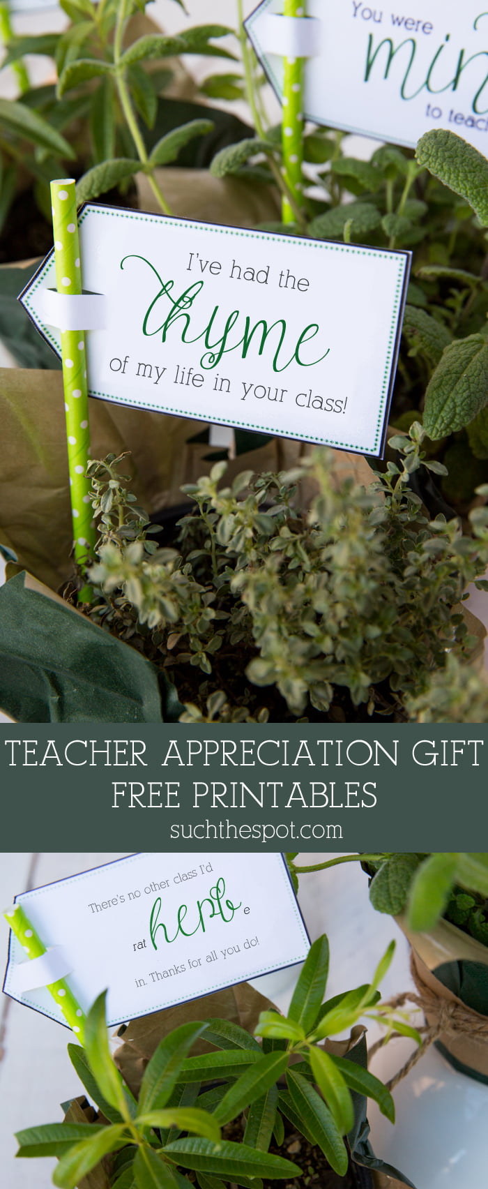 Teacher appreciation gift idea & free printable Such the Spot