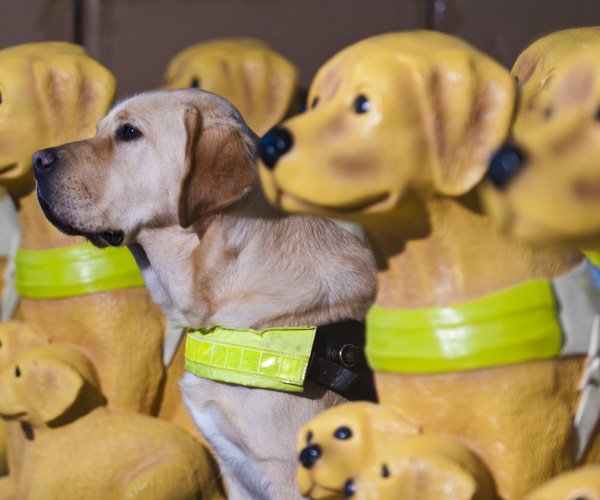 Guide Dogs for the Blind Guide Dogs SUCK UK