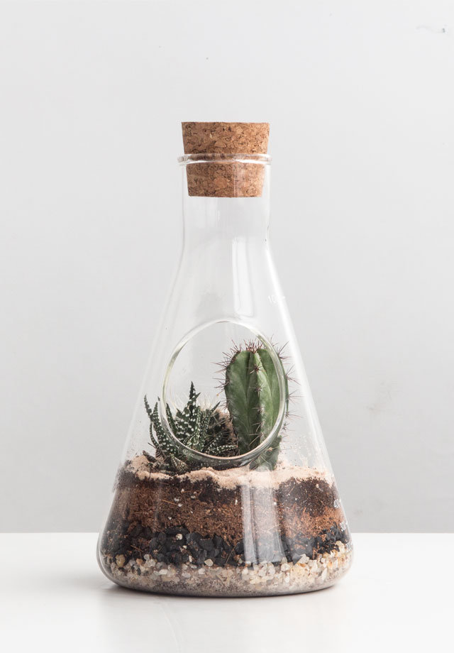 Chemistry Terrarium Kit Custom labflask to home a mini indoor garden.
