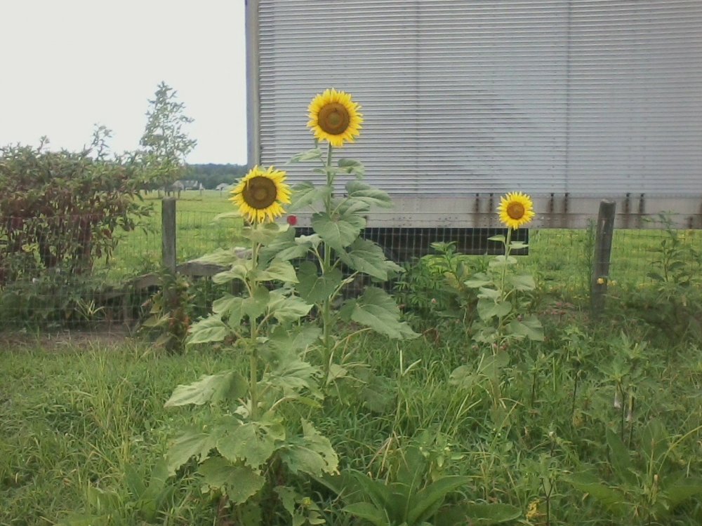 Growing sunflowers to eat... (You AND you animals! Page 2