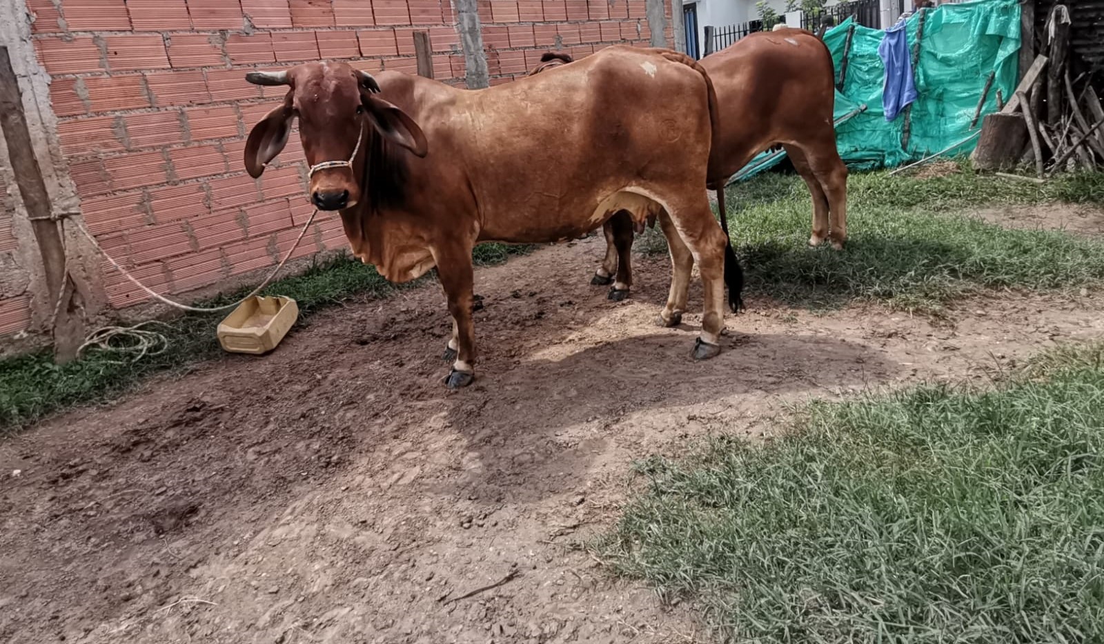Vendo lote de ganado ,Vaca,Novilla, Ternero Gyr SUGANADO