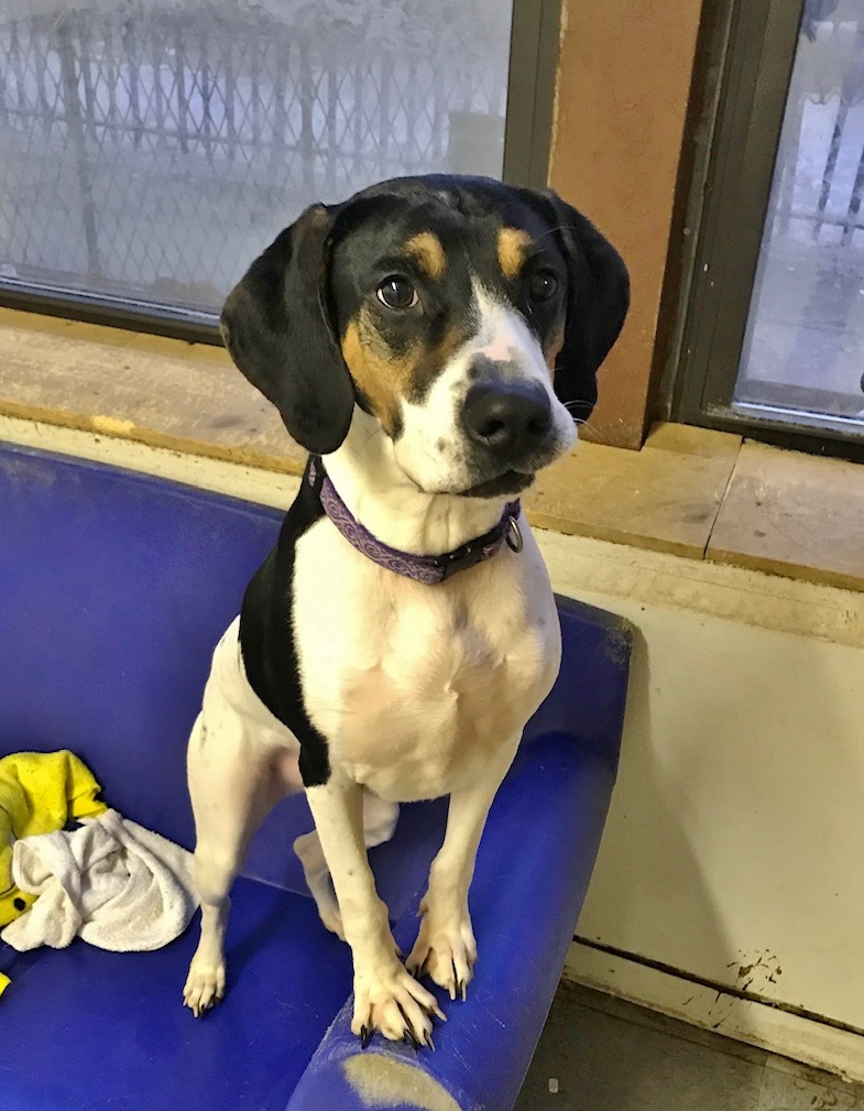 Moose • Sugar Mutts Rescue