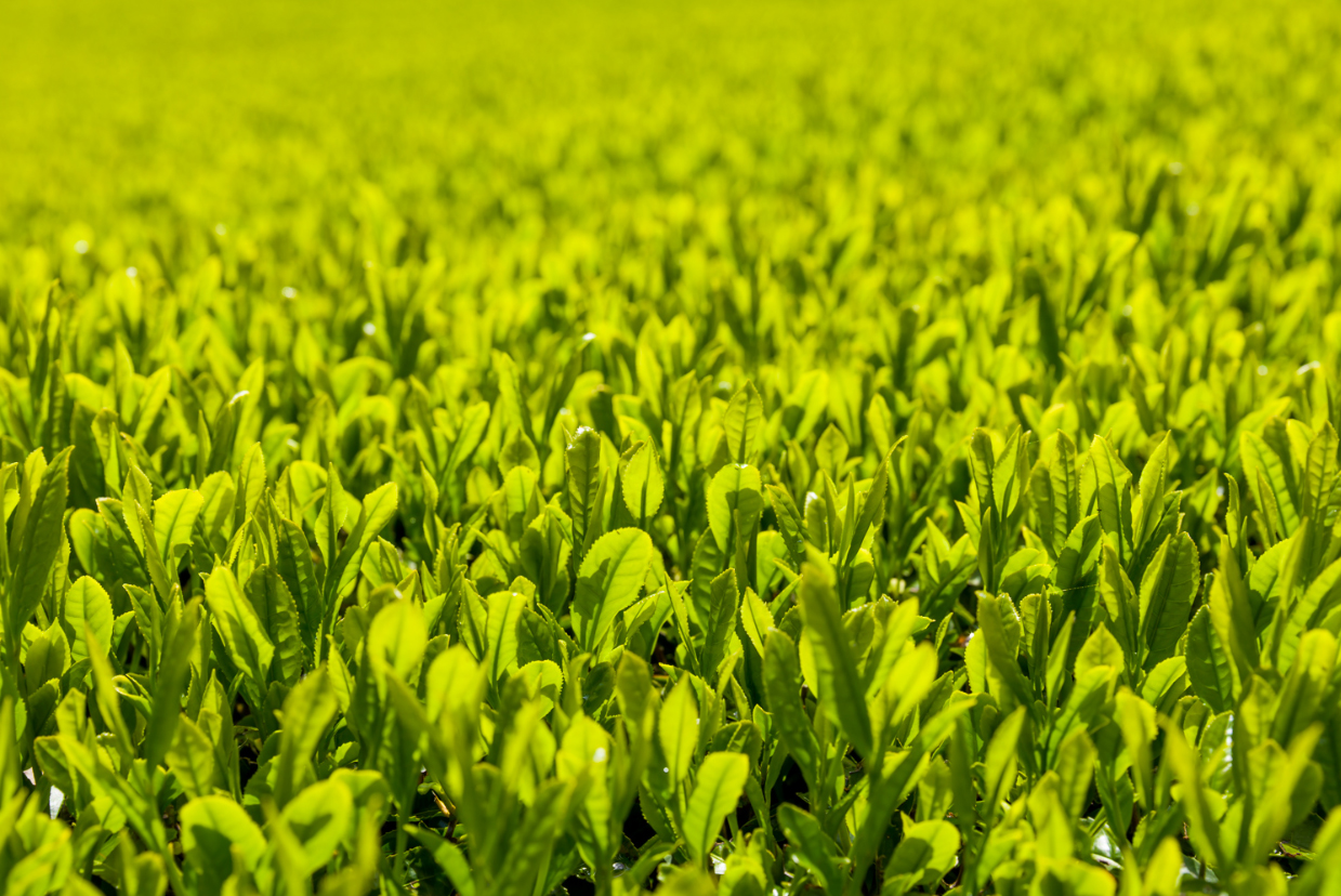 Navigating the World of Green Tea Cultivars Sugimoto Tea Company
