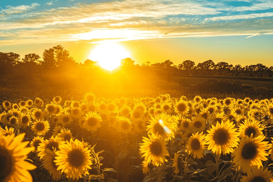 Sullivancity The City of Sunshine