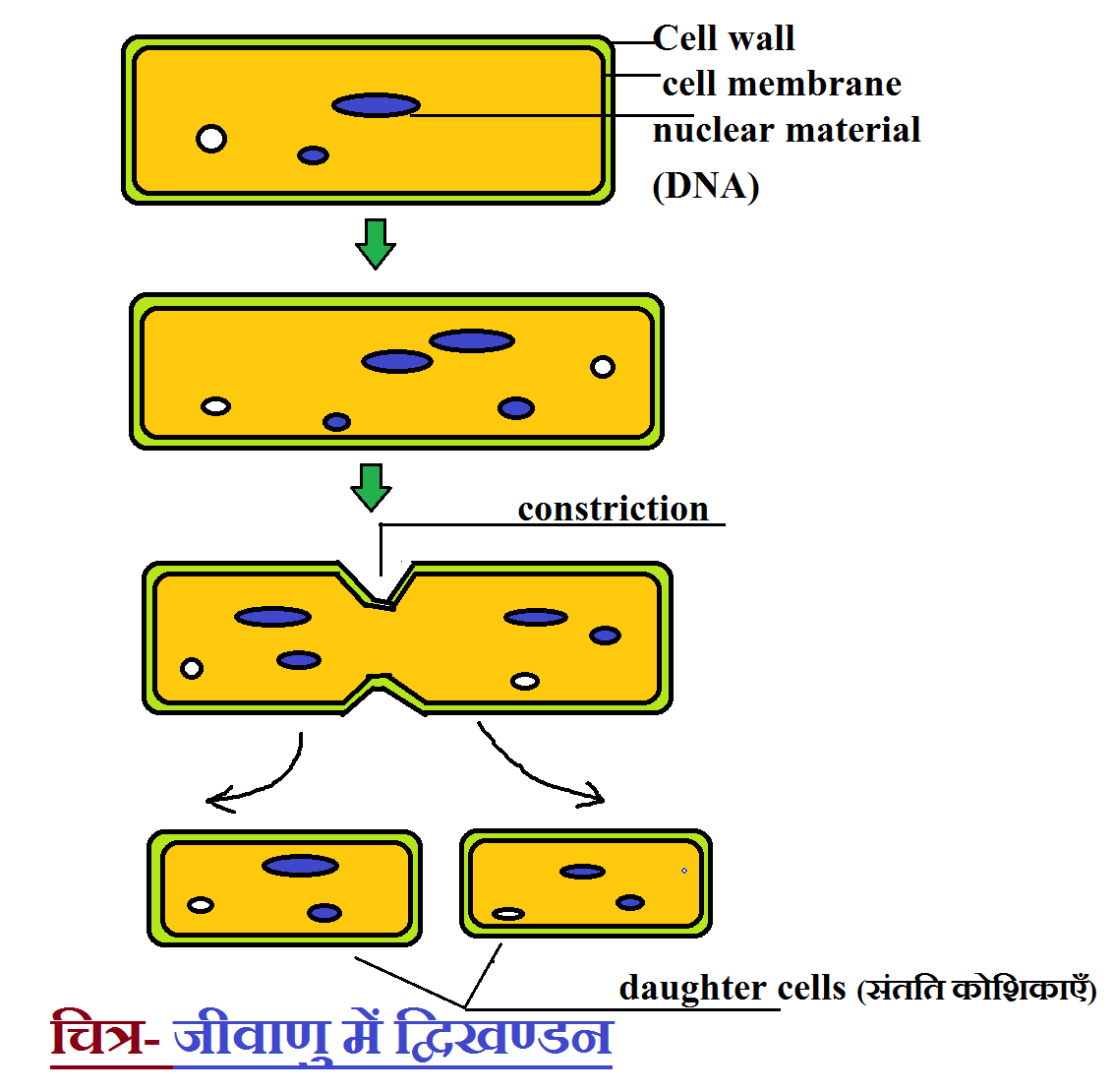 binary fission | NCERT SCIENCE IN HINDI