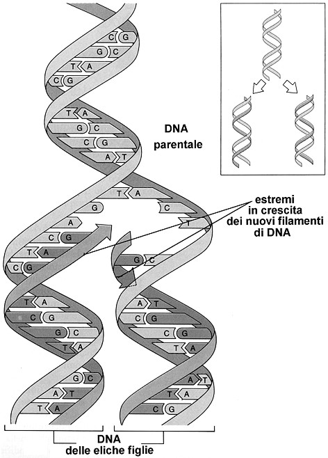 Il Ciclo Cellulare Interfase