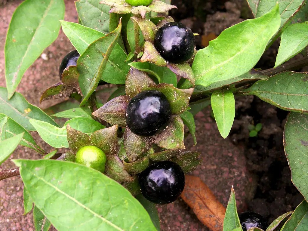 Deadly Nightshade... Photos, Diagrams & Topos SummitPost