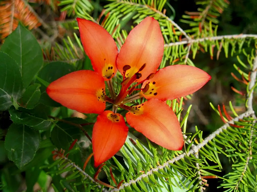 Michigan Wildflowers Photo Albums SummitPost