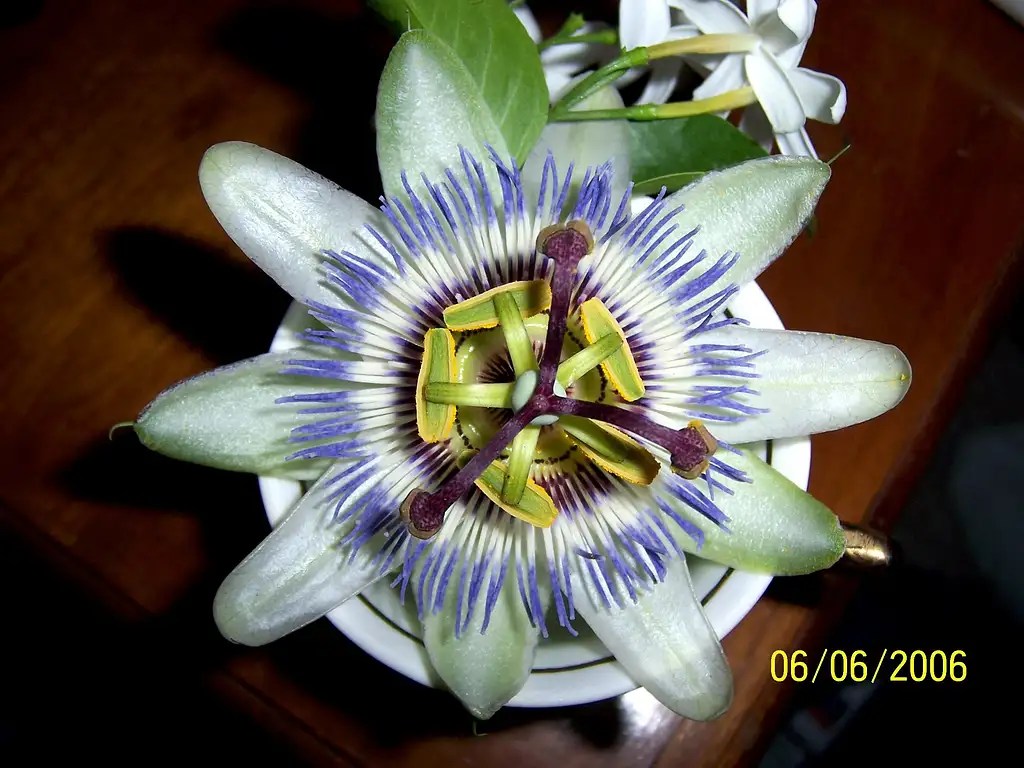 'Clock Flower' Passiflora Photos, Diagrams & Topos SummitPost