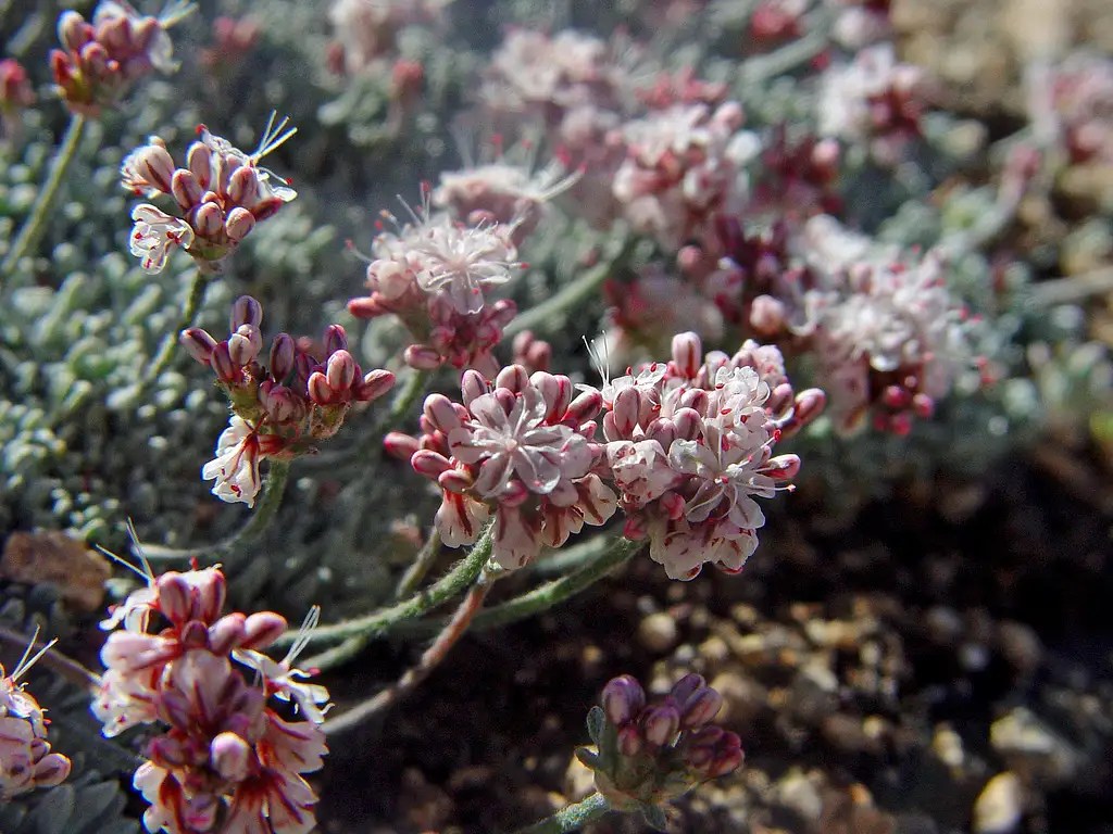 Wild Buckwheat Photos, Diagrams & Topos SummitPost