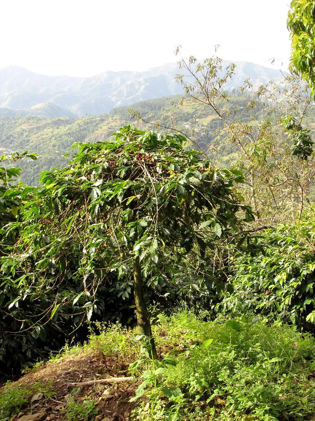 A Coffee Tree Growing on Blue Mountain Peak, Jamaica Photos, Diagrams & Topos SummitPost