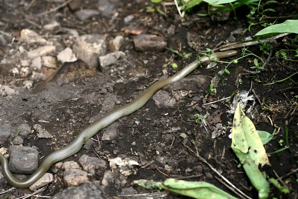 Blind Snake Photos, Diagrams & Topos SummitPost
