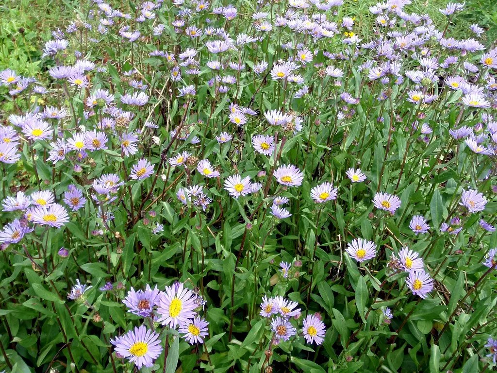 Wild Daisies Photos, Diagrams & Topos SummitPost