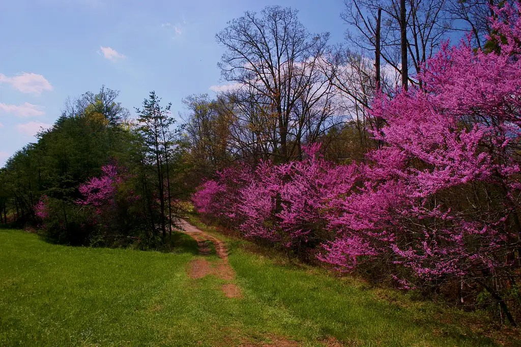 Redbud Trees Photos, Diagrams & Topos SummitPost