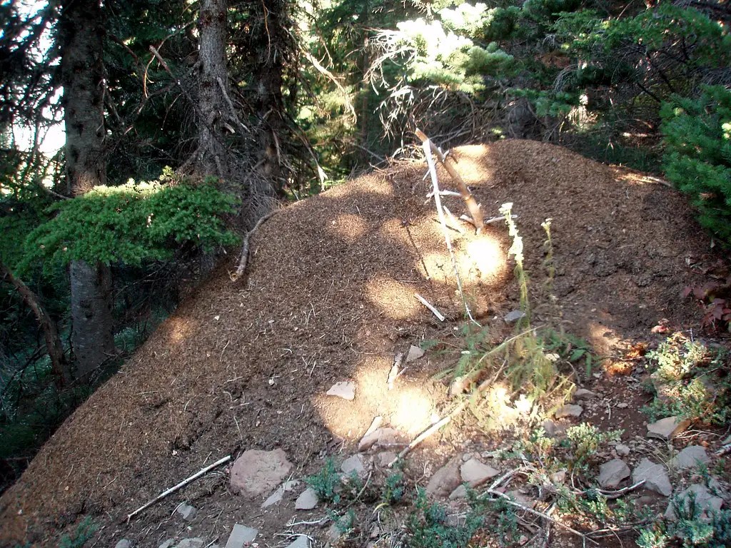 Biggest ant hill ever Photos, Diagrams & Topos SummitPost