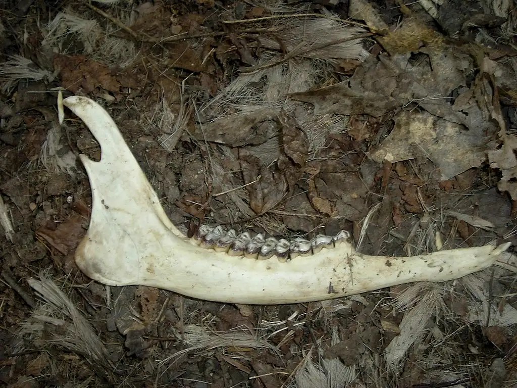 Whitetail Deer Jawbone Photos, Diagrams & Topos SummitPost