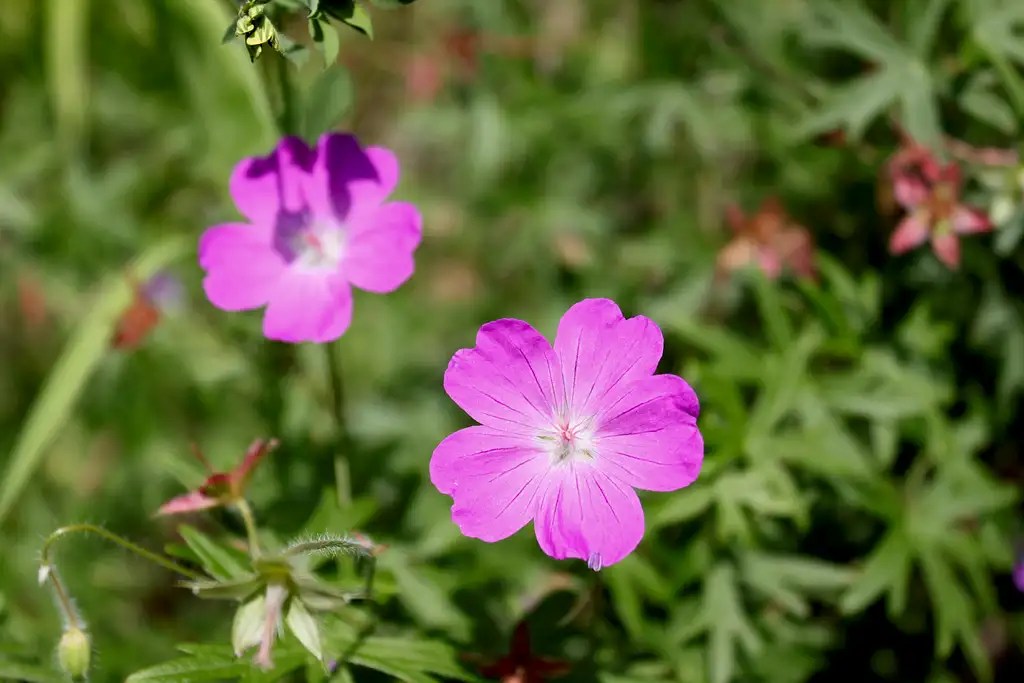 pink wildflower Photos, Diagrams & Topos SummitPost