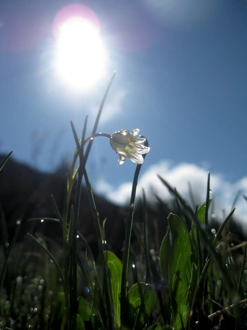 Dew, Flower, Morning Sun Photos, Diagrams & Topos SummitPost