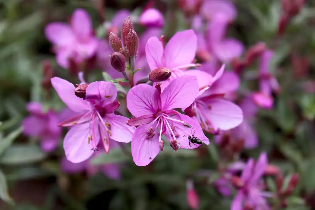 Pink wildflowers... Photos, Diagrams & Topos SummitPost
