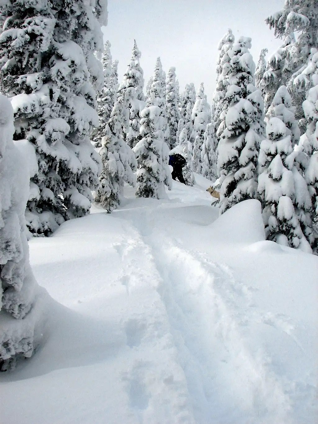 The Snow Trail Photos, Diagrams & Topos SummitPost