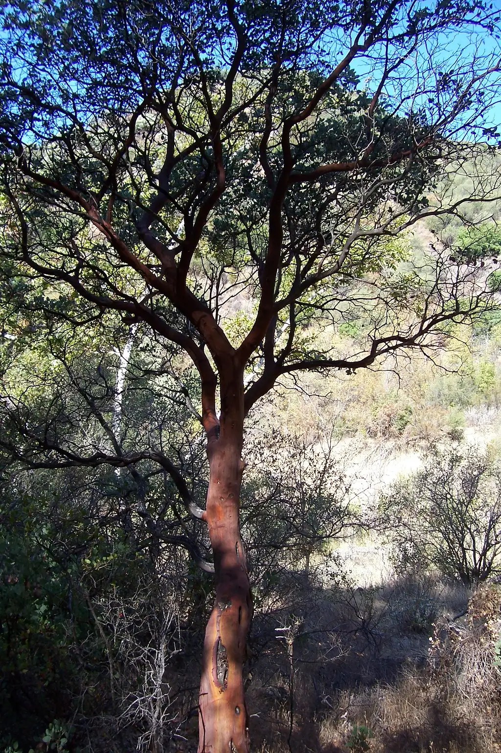 Manzanita Tree! Photos, Diagrams & Topos SummitPost