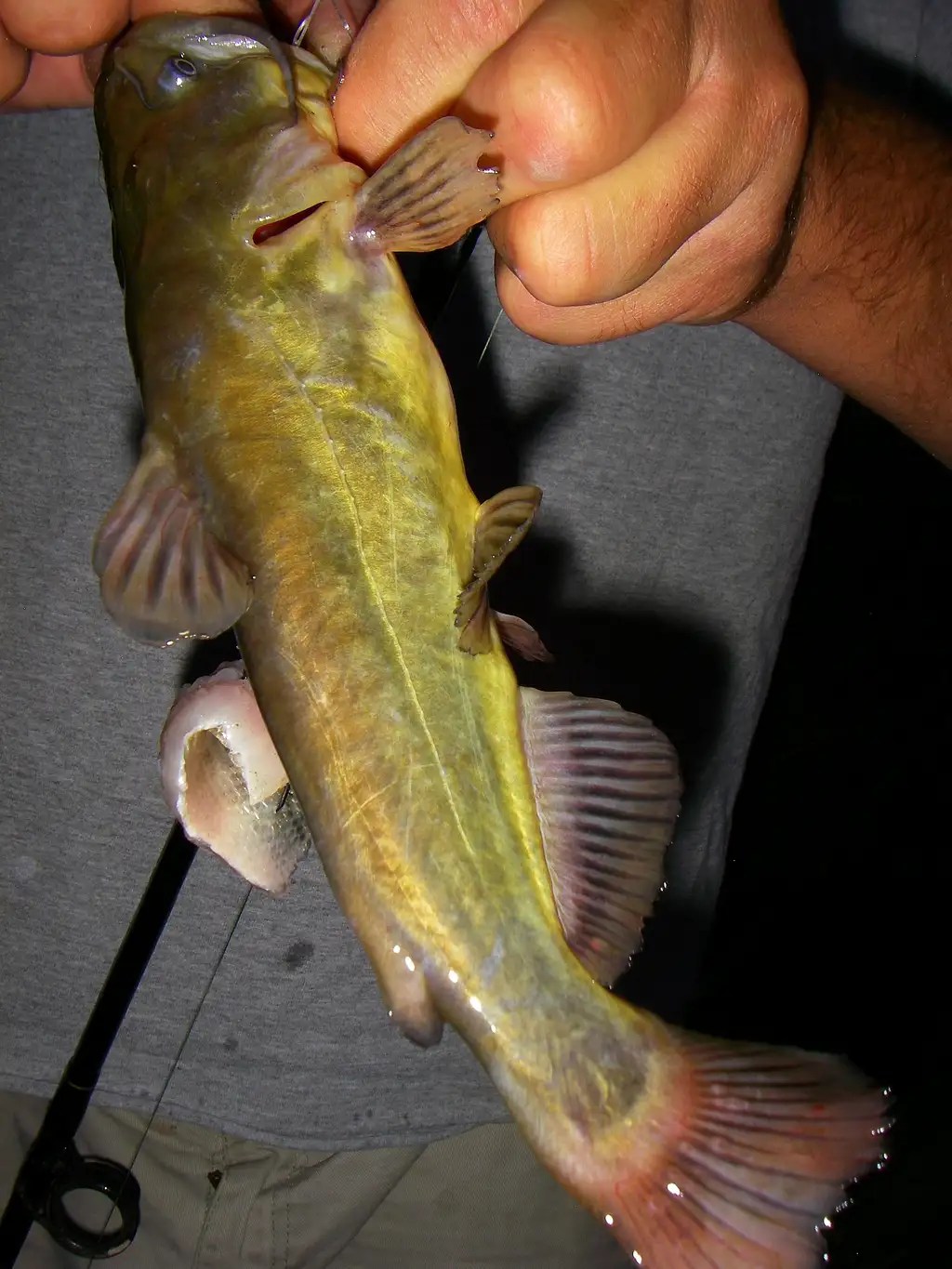 Black bullhead Catfish Photos, Diagrams & Topos SummitPost
