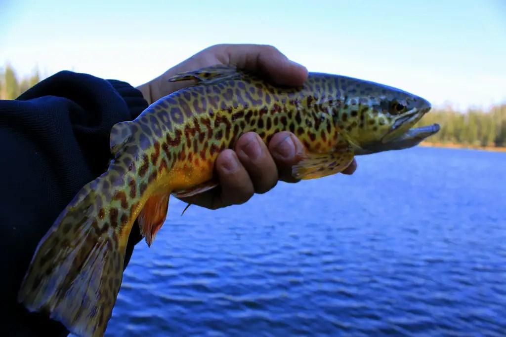 Tiger Trout Photos, Diagrams & Topos SummitPost