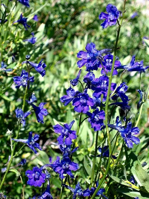 Mountain Marsh Larkspur Photos, Diagrams & Topos SummitPost