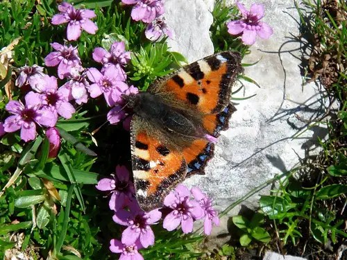 Stol/Hochstuhl Climbing, Hiking & Mountaineering SummitPost