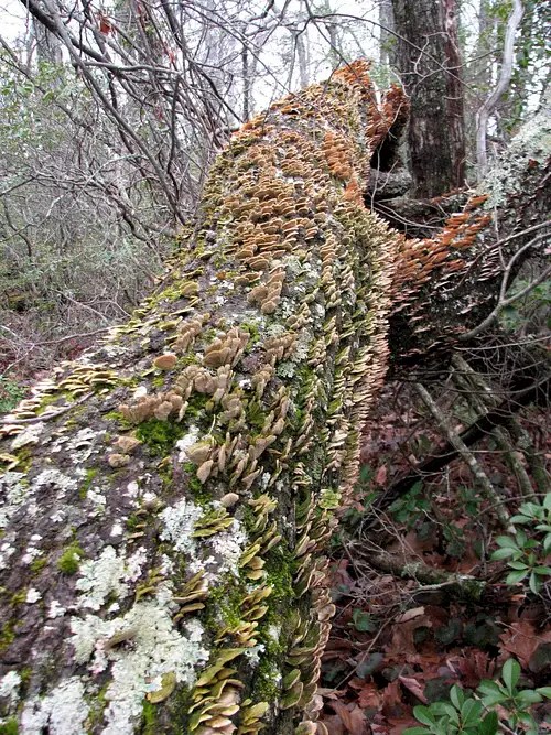 Laurel Knob (Snooks Nose) Climbing, Hiking & Mountaineering SummitPost