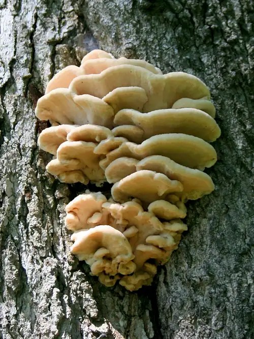 Shelf Fungi Photos, Diagrams & Topos SummitPost