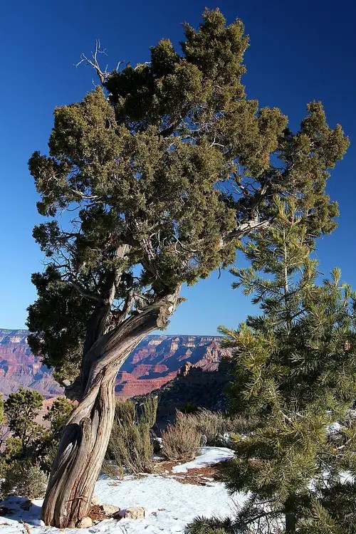 Grand Canyon Tree Photos, Diagrams & Topos SummitPost