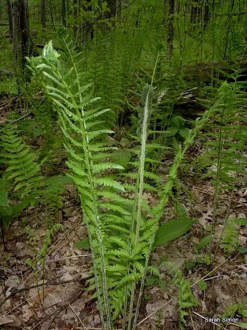 Large ferns near summit Photos, Diagrams & Topos SummitPost