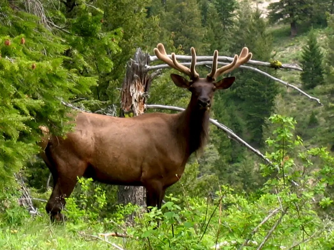 Elk in the velvet Photos, Diagrams & Topos SummitPost