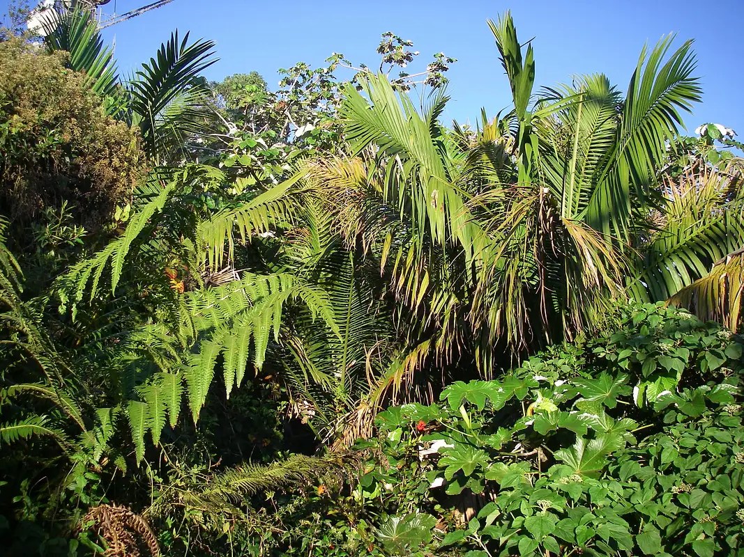 Rainforest Vegetation In The Rainforest