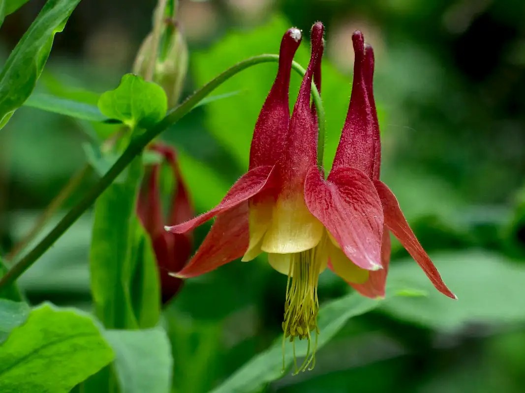 Michigan Wildflowers Photo Albums SummitPost