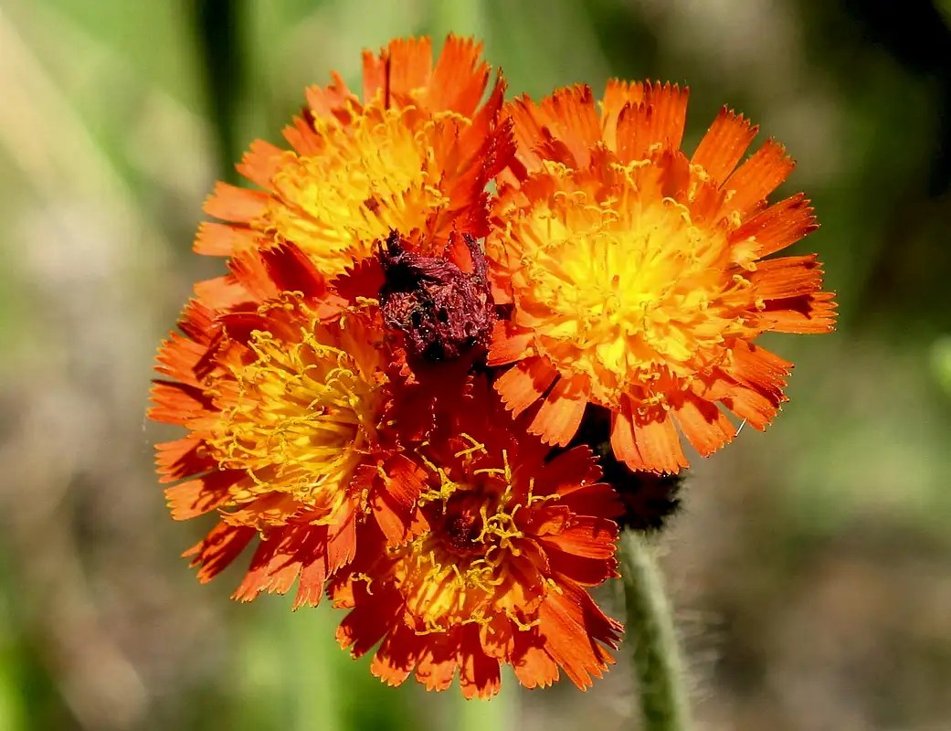 Devils Paintbrush (Orange Hawkweed) Photos, Diagrams & Topos SummitPost