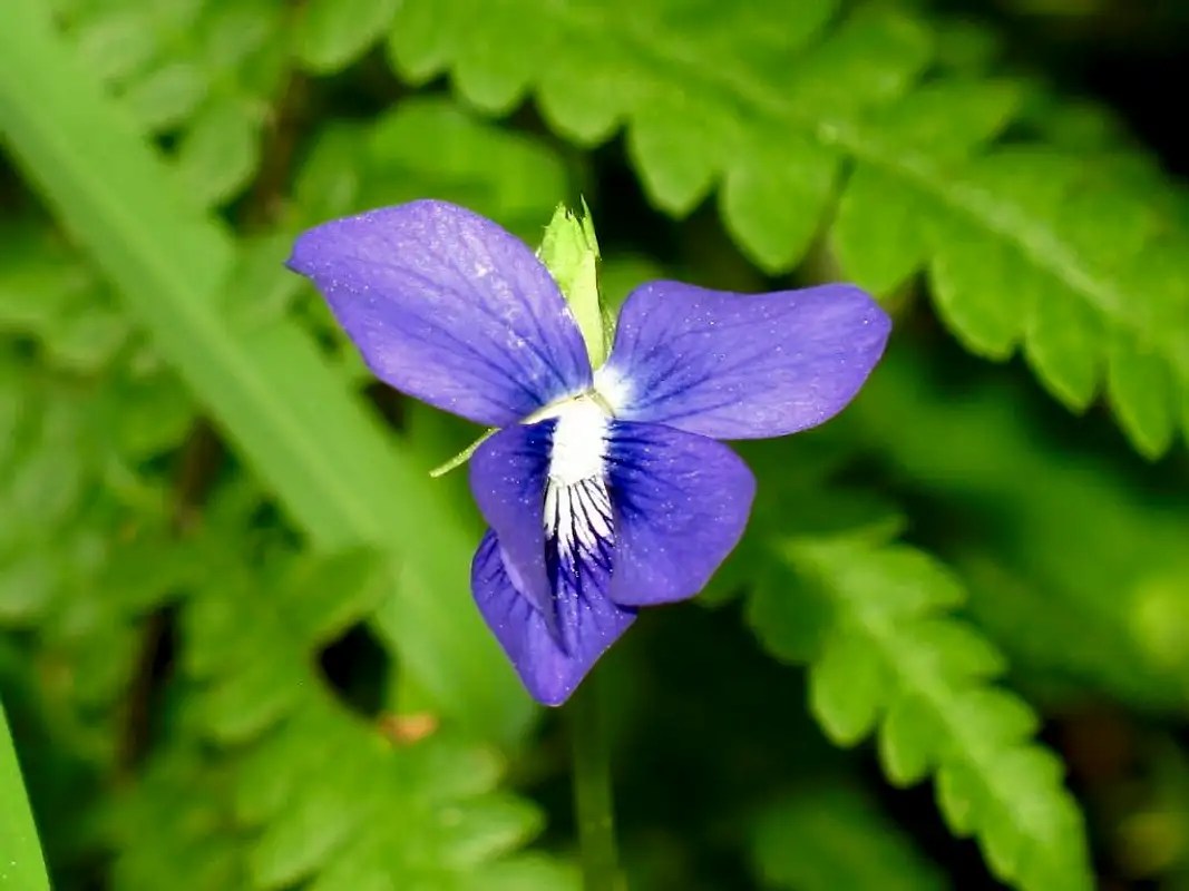 Michigan Wildflowers Photo Albums SummitPost