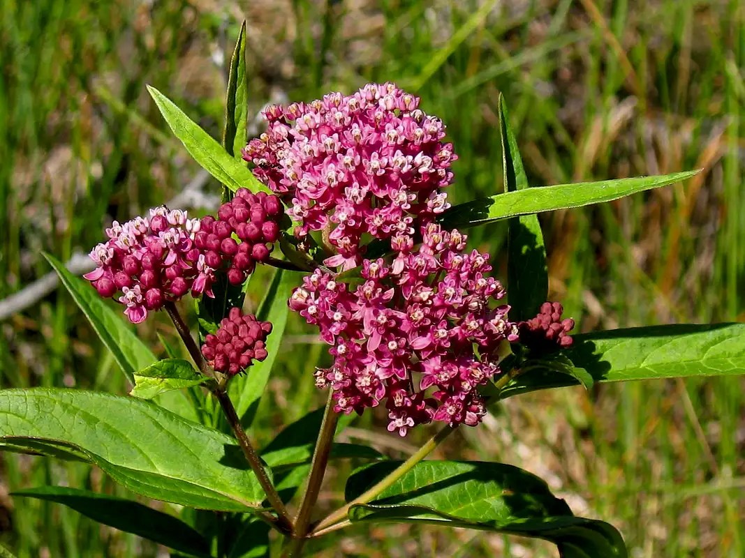 Swamp Milkweed Photos, Diagrams & Topos SummitPost